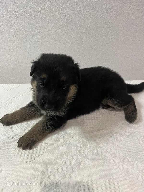 Yellow girl – German Shepherd Dog puppy for sale in Green Forest, AR