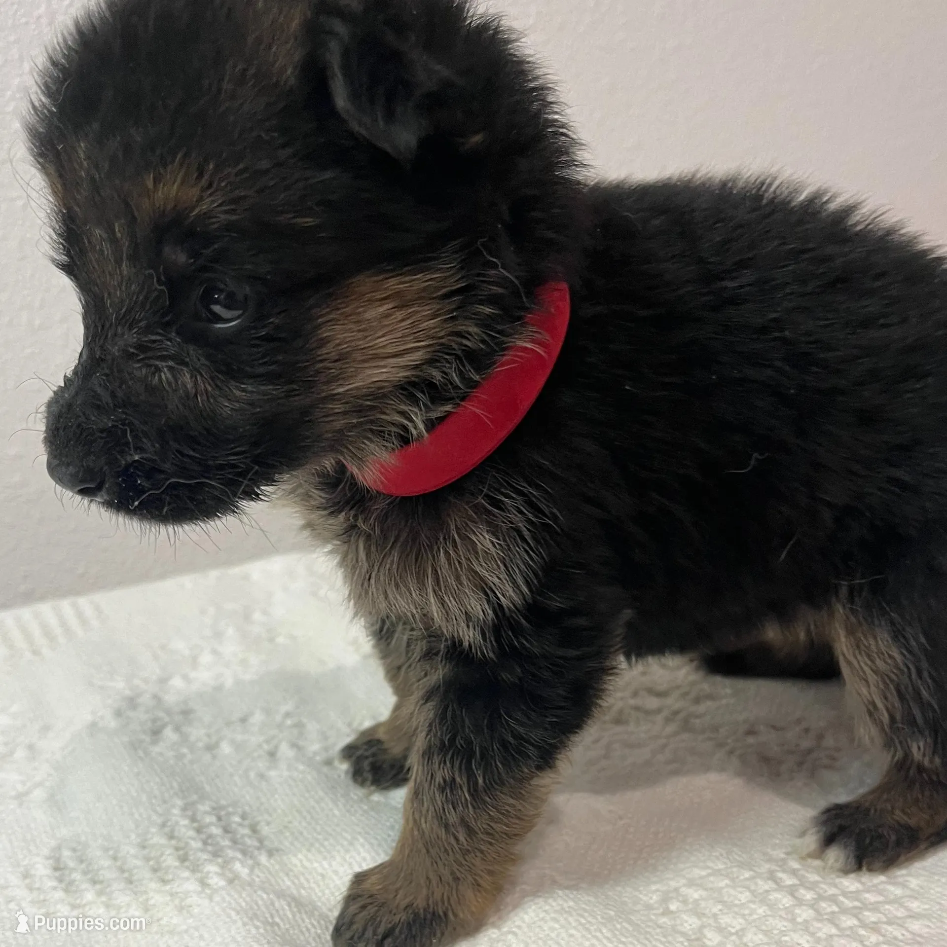 Red girl – German Shepherd Dog puppy for sale in Green Forest, AR
