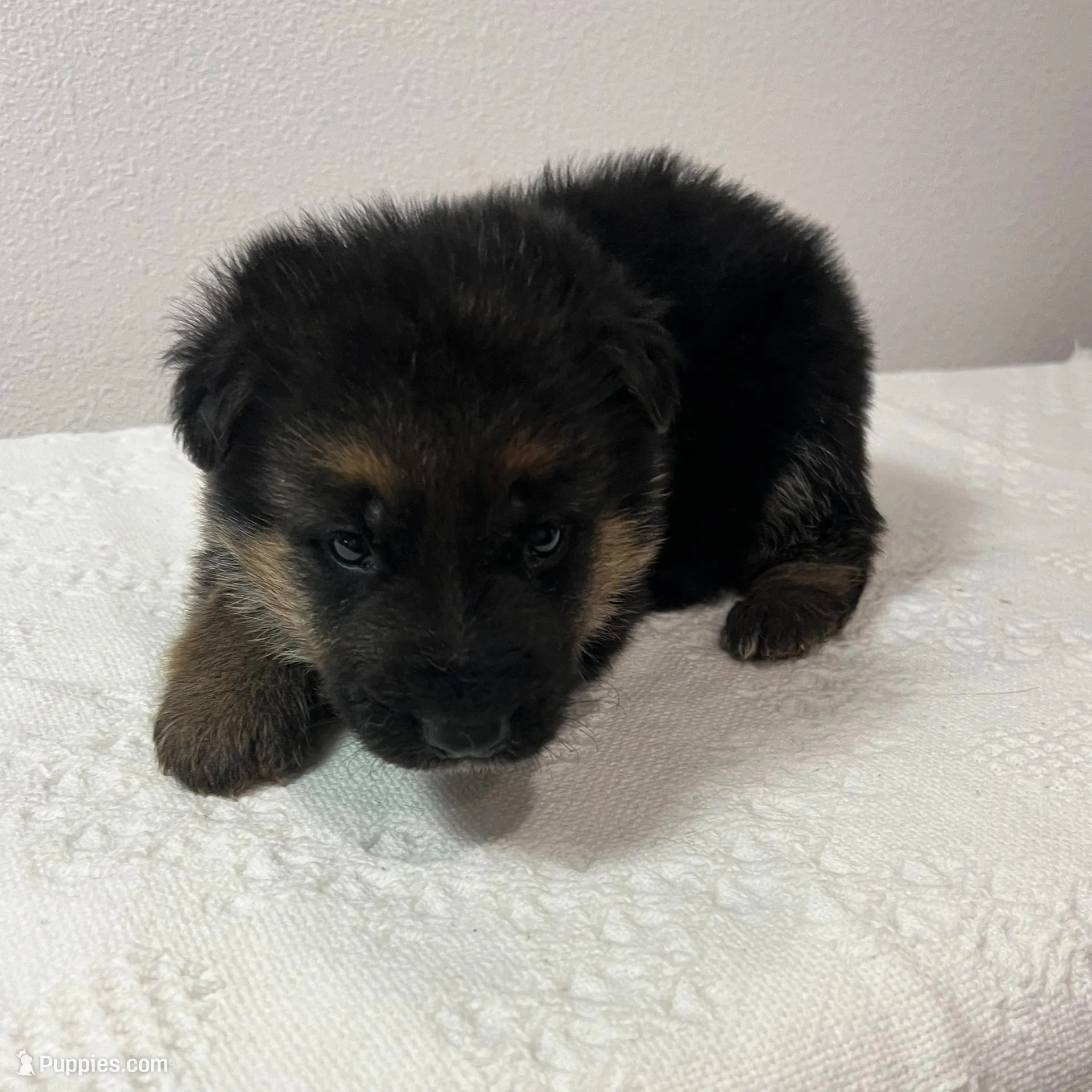 Brown boy – German Shepherd Dog puppy for sale in Green Forest, AR