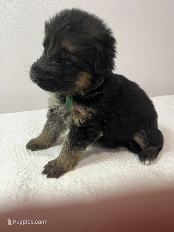 Green girl – German Shepherd Dog puppy for sale in Green Forest, AR