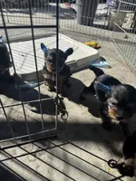 Yorkie , a male Yorkshire Terrier for sale in La Mesa, CA – Photo 4 of 4