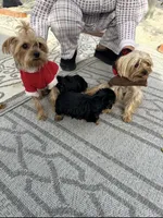 Yorkie , a male Yorkshire Terrier for sale in La Mesa, CA – Photo 2 of 4