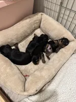 Yorkie , a male Yorkshire Terrier for sale in La Mesa, CA – Photo 3 of 4