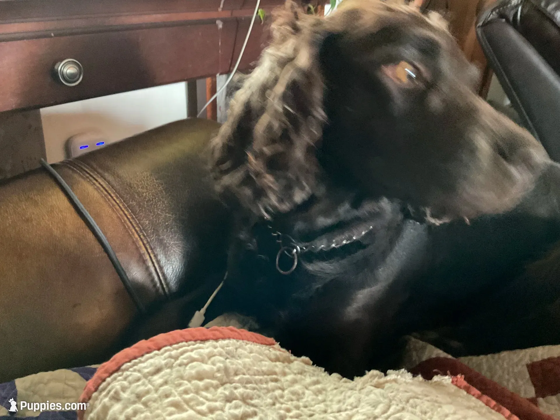 Miss Black, a female Boykin Spaniel for sale in Fremont, NE – 1 of 3