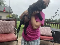 Miss orange, a female Boykin Spaniel for sale in Fremont, NE – 2 of 2
