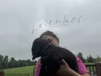 Miss Lavender, a female Boykin Spaniel for sale in Fremont, NE – 1 of 2