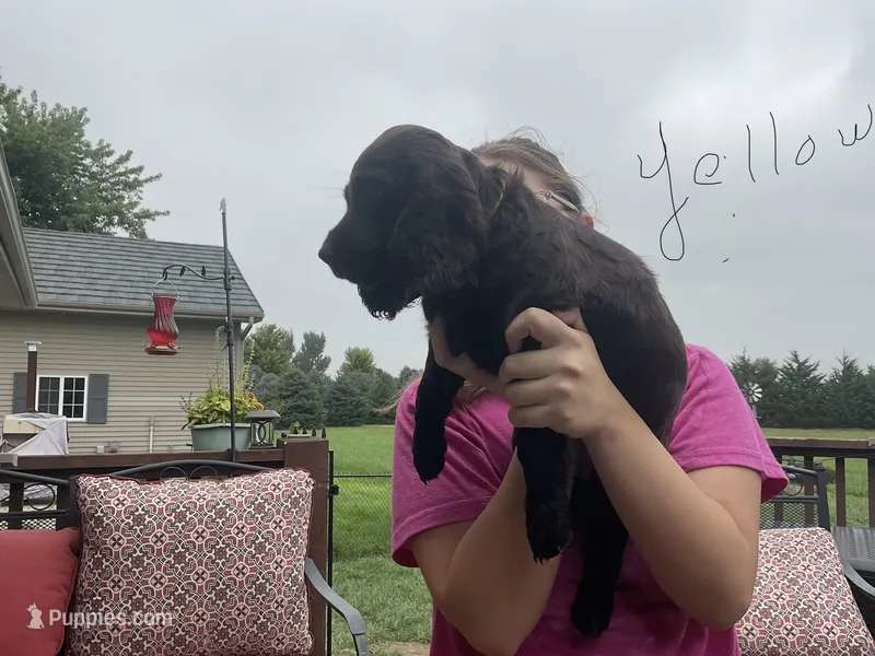 Miss yellow – Boykin Spaniel puppy for sale in Fremont, NE