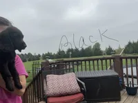 Miss Black, a female Boykin Spaniel for sale in Fremont, NE – 3 of 3