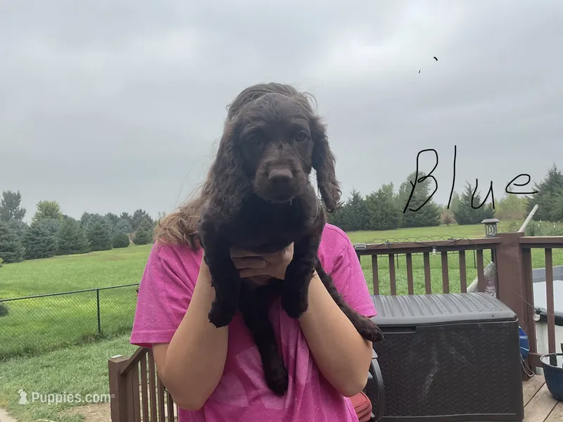 Miss blue – Boykin Spaniel puppy for sale in Fremont, NE