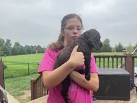 Miss blue, a female Boykin Spaniel for sale in Fremont, NE – 2 of 3