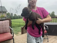 Miss Green, a female Boykin Spaniel for sale in Fremont, NE – 2 of 2