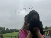 Miss Lavender, a female Boykin Spaniel for sale in Fremont, NE – 2 of 2