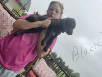 Miss Black, a female Boykin Spaniel for sale in Fremont, NE – 2 of 3