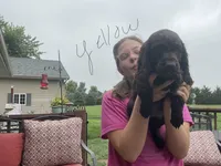 Miss yellow, a female Boykin Spaniel for sale in Fremont, NE – 2 of 2