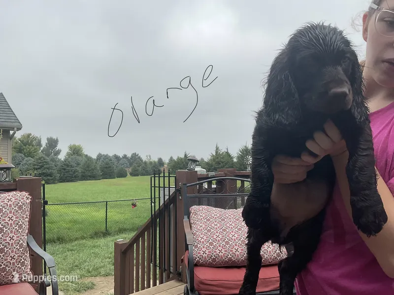 Miss orange – Boykin Spaniel puppy for sale in Fremont, NE