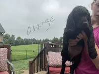 Miss orange, a female Boykin Spaniel for sale in Fremont, NE – 1 of 2