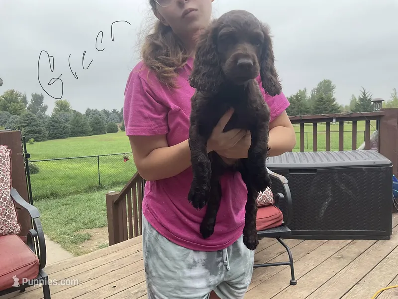 Miss Green – Boykin Spaniel puppy for sale in Fremont, NE