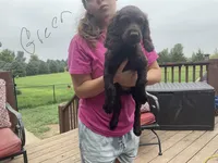 Miss Green, a female Boykin Spaniel for sale in Fremont, NE – 1 of 2