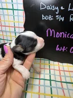 Monica, a female Cavapoo for sale in Kandiyohi, MN – 2 of 4