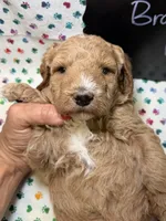 Brooklyn, a female Poodle - Miniature  and Poodle - Standard  for sale in Kandiyohi, MN – 3 of 4