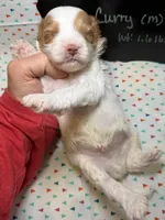 Curry, a male Cavapoo for sale in Kandiyohi, MN – 5 of 5