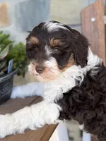 Rocket, a male Bernedoodle and Miniature Bernedoodle for sale in Kandiyohi, MN – 8 of 8