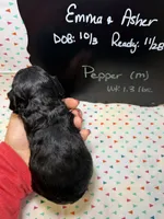 Pepper, a male Cavapoo for sale in Kandiyohi, MN – 4 of 5