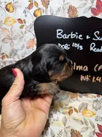 Alma, a female Cavalier King Charles Spaniel for sale in Kandiyohi, MN – 3 of 5