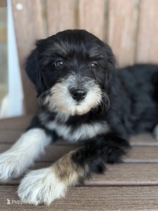 Hershey – Bordoodle puppy for sale in Kandiyohi, MN