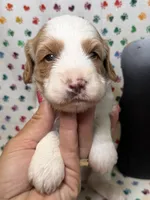 Texas, a male Cavapoo for sale in Kandiyohi, MN – 2 of 5
