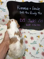 DJ Suki, a female Cavapoo for sale in Kandiyohi, MN – Photo 4 of 4