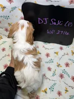 DJ Suki, a female Cavapoo for sale in Kandiyohi, MN – Photo 6 of 6