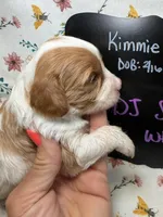 DJ Suki, a female Cavapoo for sale in Kandiyohi, MN – Photo 3 of 4