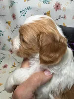 DJ Suki, a female Cavapoo for sale in Kandiyohi, MN – Photo 4 of 6