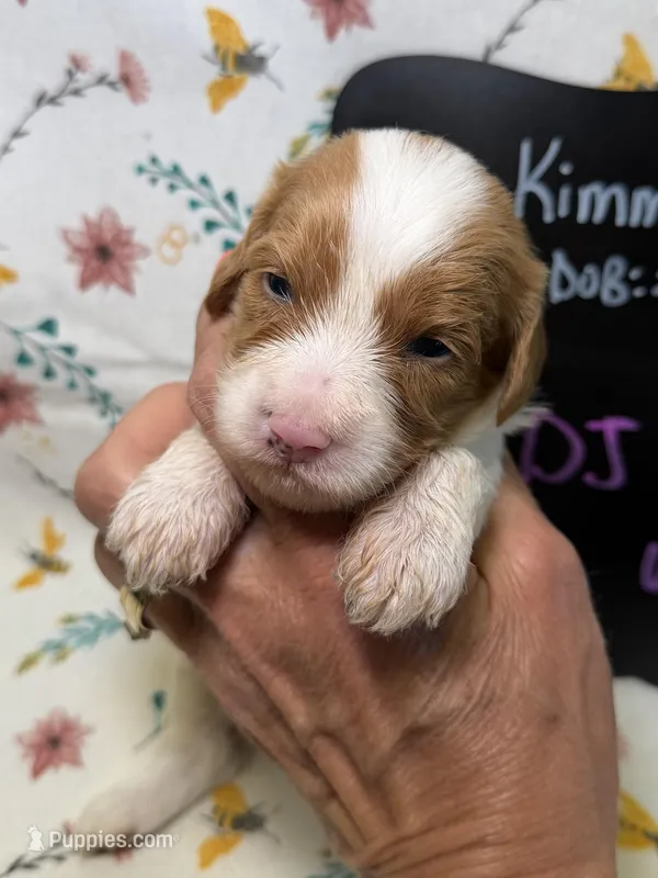 DJ Suki – Cavapoo puppy for sale in Kandiyohi, MN