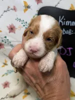 DJ Suki, a female Cavapoo for sale in Kandiyohi, MN – Photo 1 of 4