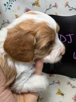 DJ Suki, a female Cavapoo for sale in Kandiyohi, MN – Photo 5 of 6