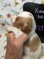 DJ Suki, a female Cavapoo for sale in Kandiyohi, MN – Photo 2 of 4