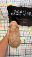 Francesca, a female Cavapoo for sale in Kandiyohi, MN – 5 of 5