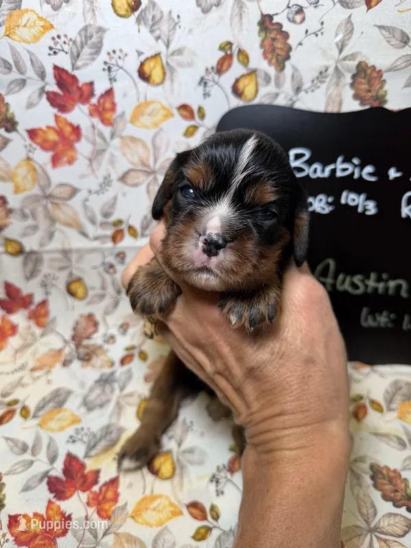 Austin – Cavalier King Charles Spaniel puppy for sale in Kandiyohi, MN