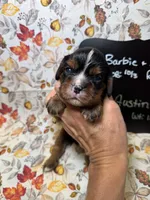Austin, a male Cavalier King Charles Spaniel for sale in Kandiyohi, MN – 1 of 5