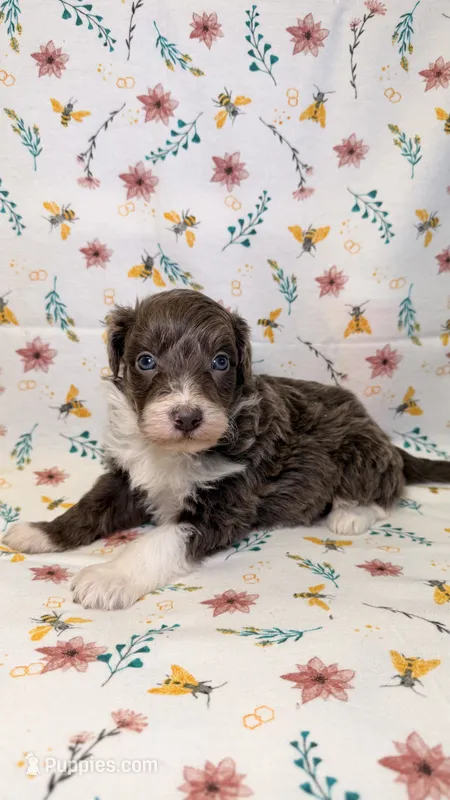 Hi Chew-Blue eyes – Bordoodle puppy for sale in Kandiyohi, MN