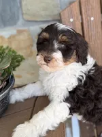 Rocket, a male Bernedoodle and Miniature Bernedoodle for sale in Kandiyohi, MN – 5 of 8