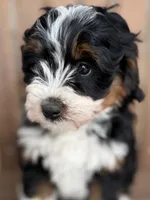 Cookie, a female Bernedoodle and Miniature Bernedoodle for sale in Kandiyohi, MN – 2 of 5