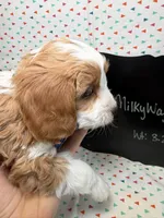 processed/d78364ba-f28e-479a-8548-3940ecf854ca/listing/0b1e56c9-7a30-4745-84b6-9ac4796ec0c4/29c6678d-6dcb-4750-9f49-e08daf5bce9a