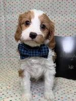 processed/d78364ba-f28e-479a-8548-3940ecf854ca/listing/0b1e56c9-7a30-4745-84b6-9ac4796ec0c4/4ba7b239-f790-4494-828d-171eef861536