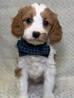 processed/d78364ba-f28e-479a-8548-3940ecf854ca/listing/0b1e56c9-7a30-4745-84b6-9ac4796ec0c4/f473ee89-c140-4380-9590-9d06662747da