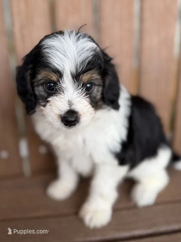 Stella – Bernedoodle, Miniature Bernedoodle puppy for sale in Kandiyohi, MN