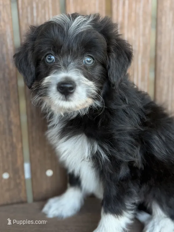  Buttercup – Bordoodle puppy for sale in Kandiyohi, MN