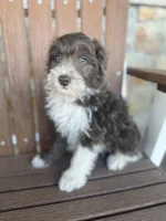 Hi Chew, a male Bordoodle for sale in Kandiyohi, MN – 4 of 6